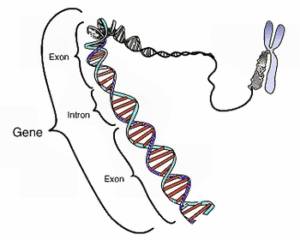 ADN et chromosome