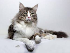 US*Averill Buster’s Double Trouble - Maine Coon reproducteur