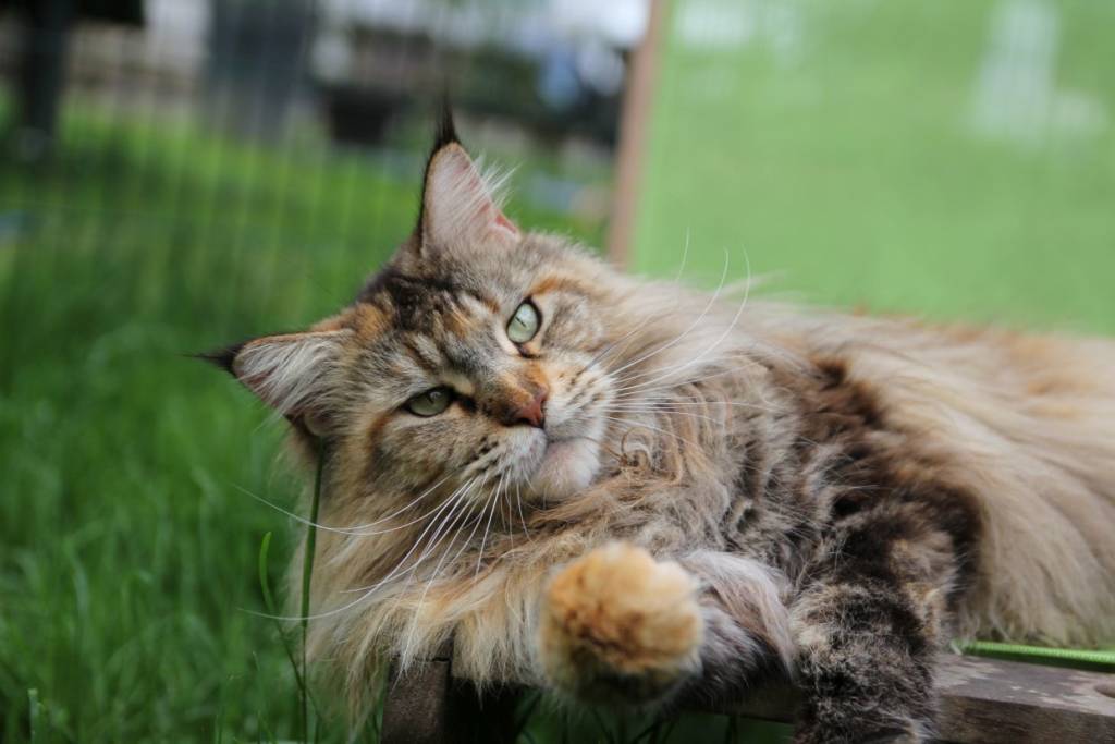 Falbala un mère de chatons Maine Coon en or !