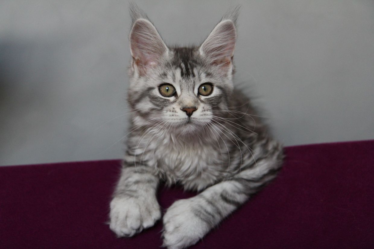 Chatons Maine Coons Polydactyles Issus De Lignees Outcross Chatterie Of Magic Arcadia