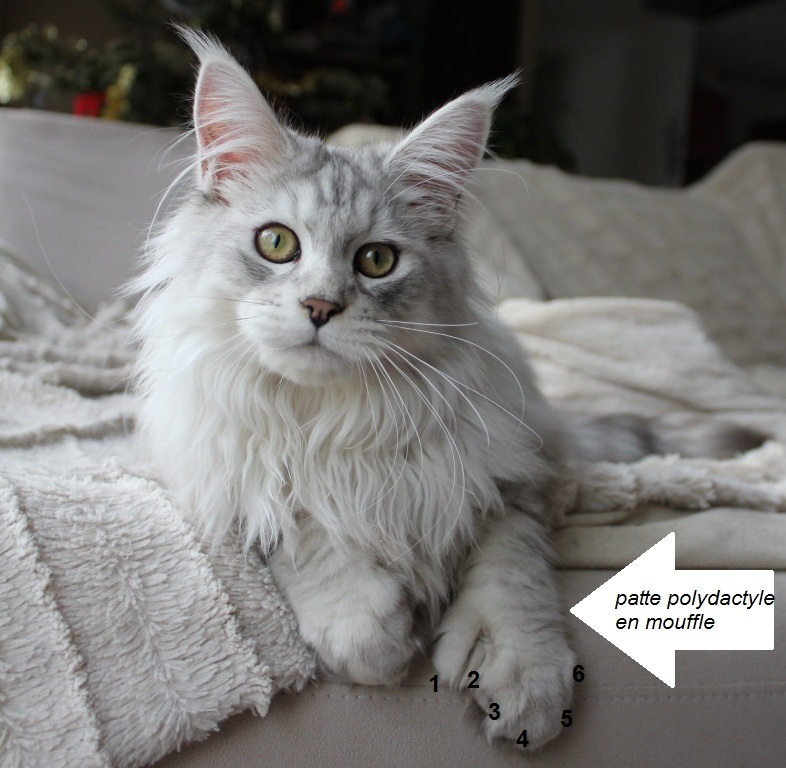 Le Maine Coon Polydactyle Chatterie Of Magic Arcadia