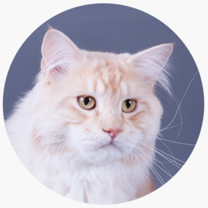 Nos males Maine Coon