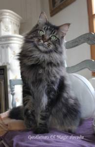 Les couleurs chez le Maine Coon — Chatterie of Magic Arcadia