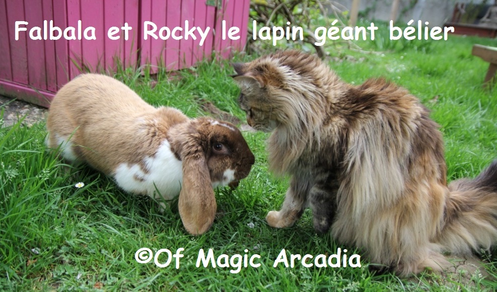 chat & lapin