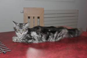 chatte Maine Coon en chaleurs