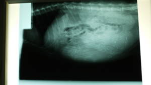 Radiographie de la chatte Maine Coon