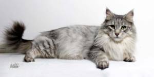 Coonity Bastet - Maine Coon femelle