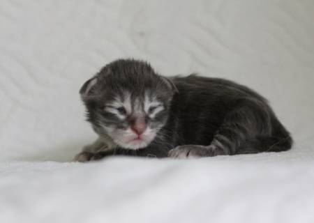 Sailor Moon Of Magic Arcadia