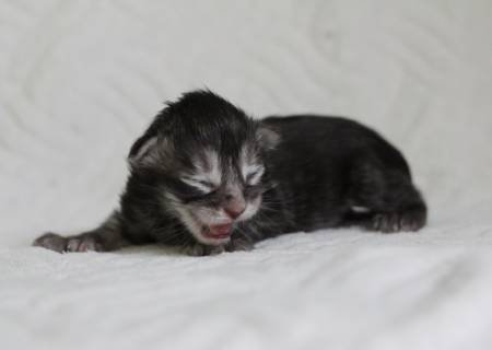 Saitama PP Of Magic Arcadia