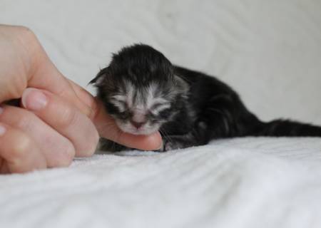 Sakura PP Of Magic Arcadia