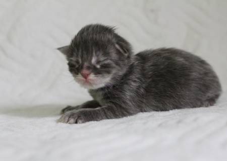 Saori PP Of Magic Arcadia