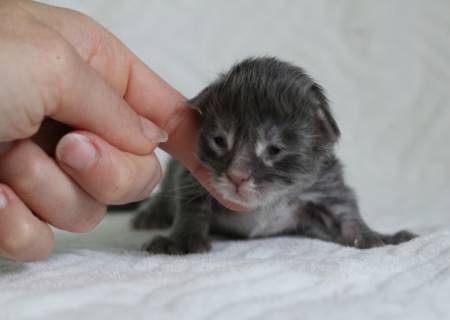 Seiya PP Of Magic Arcadia