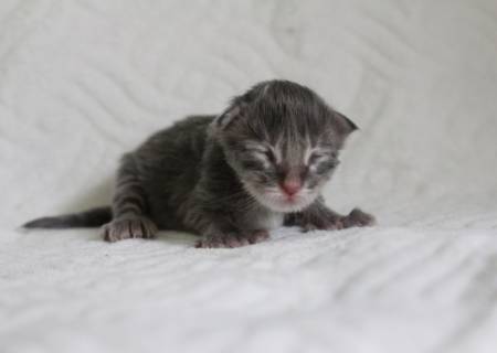 Shanks PP Of Magic Arcadia