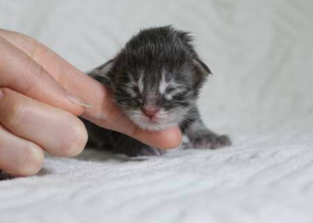 Songoku PP Of Magic Arcadia