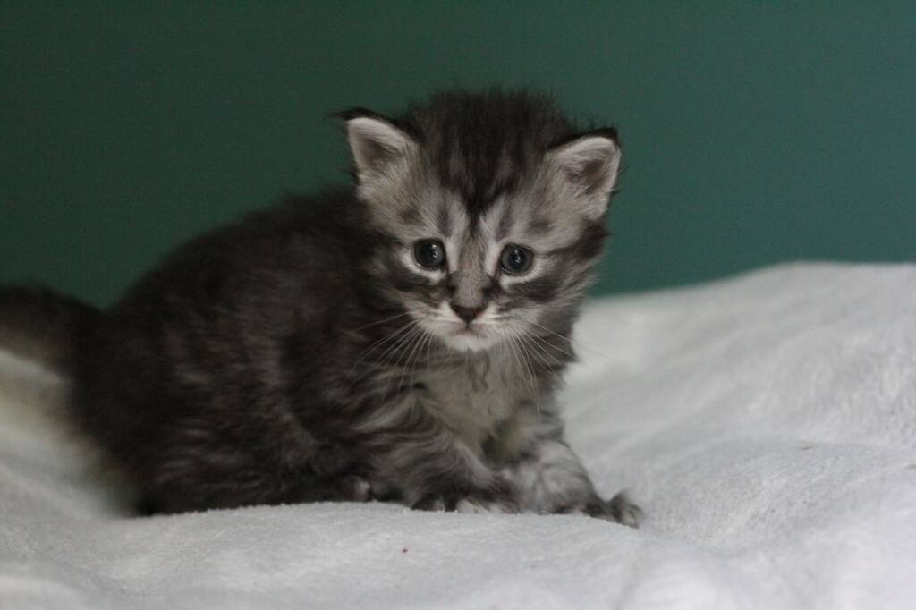 chaton maine coon