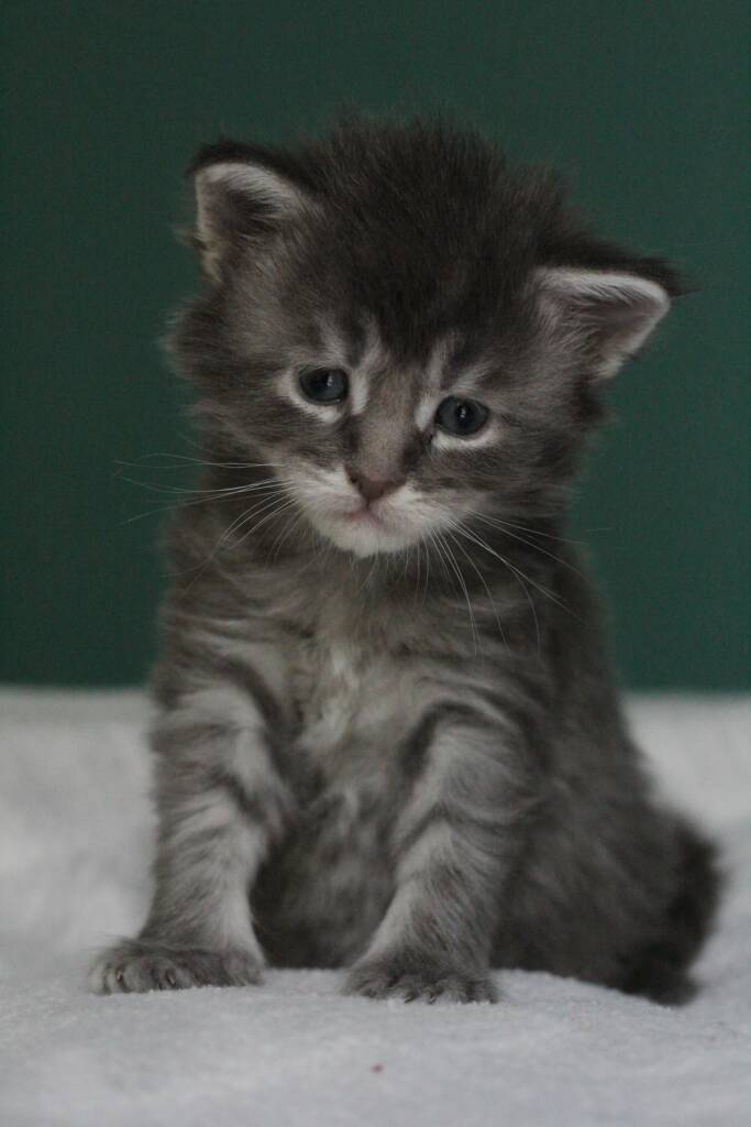chaton maine coon