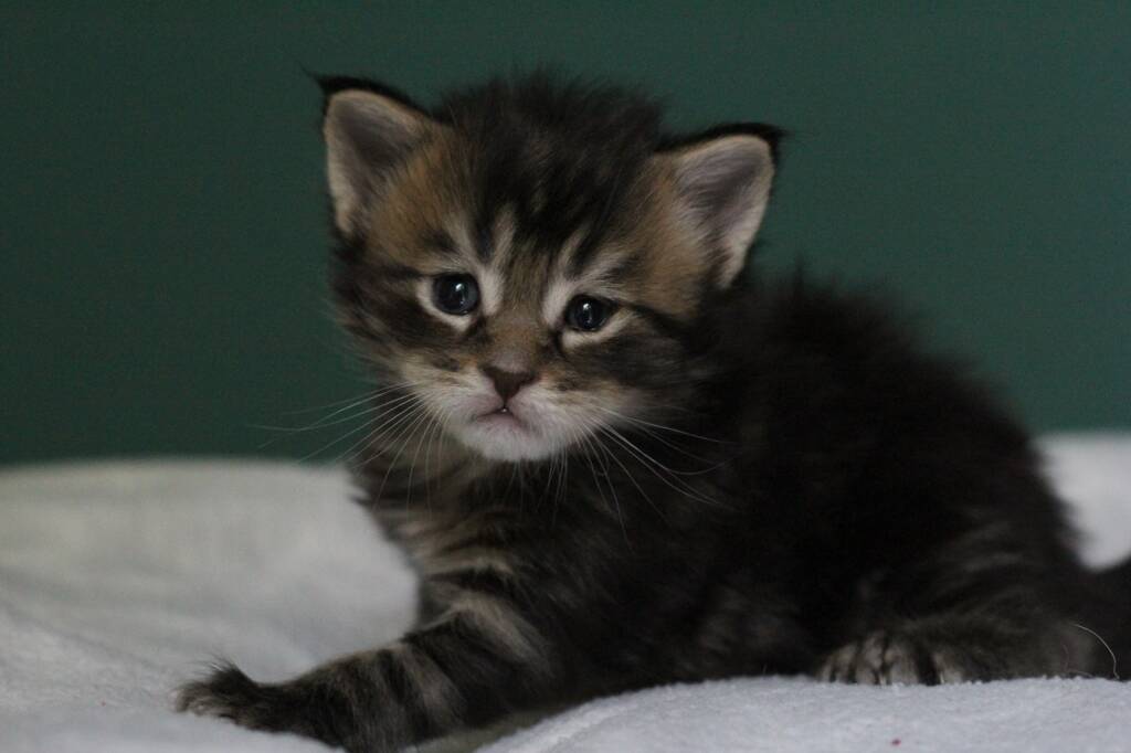 chaton maine coon