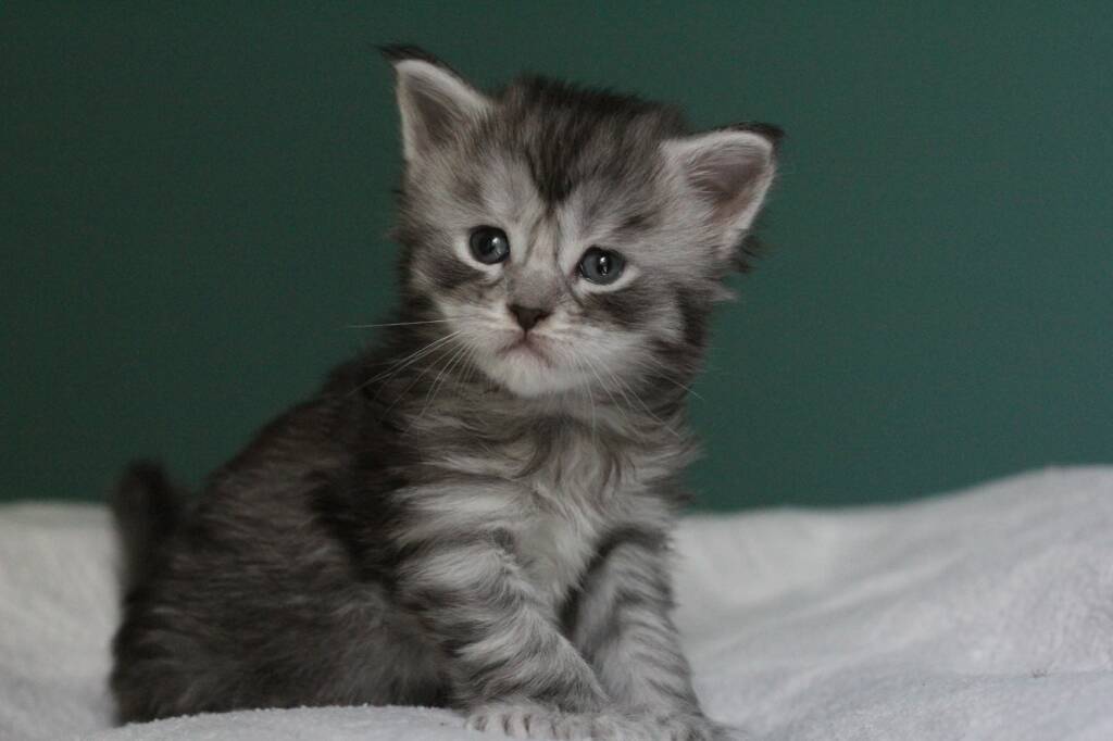 chaton maine coon