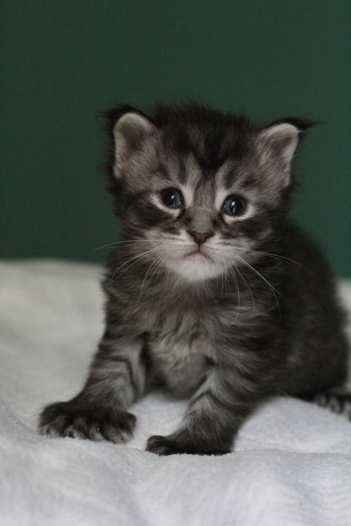 chaton maine coon