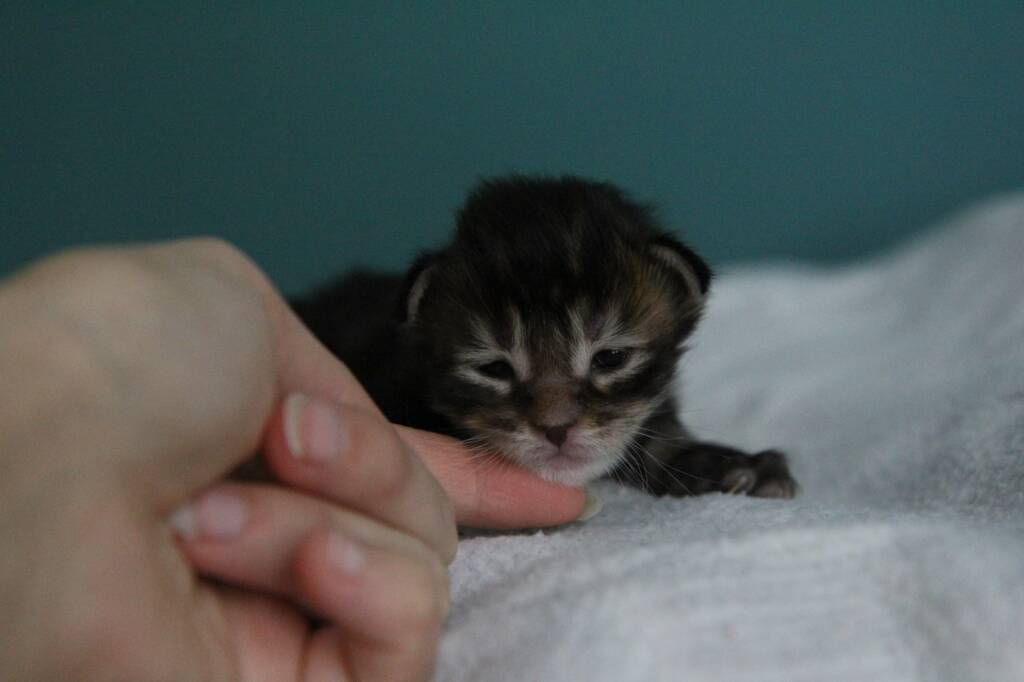 chaton maine coon 1 semaine