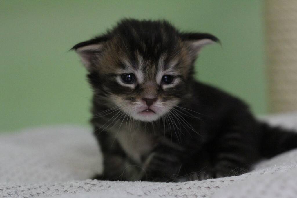 chaton maine coon