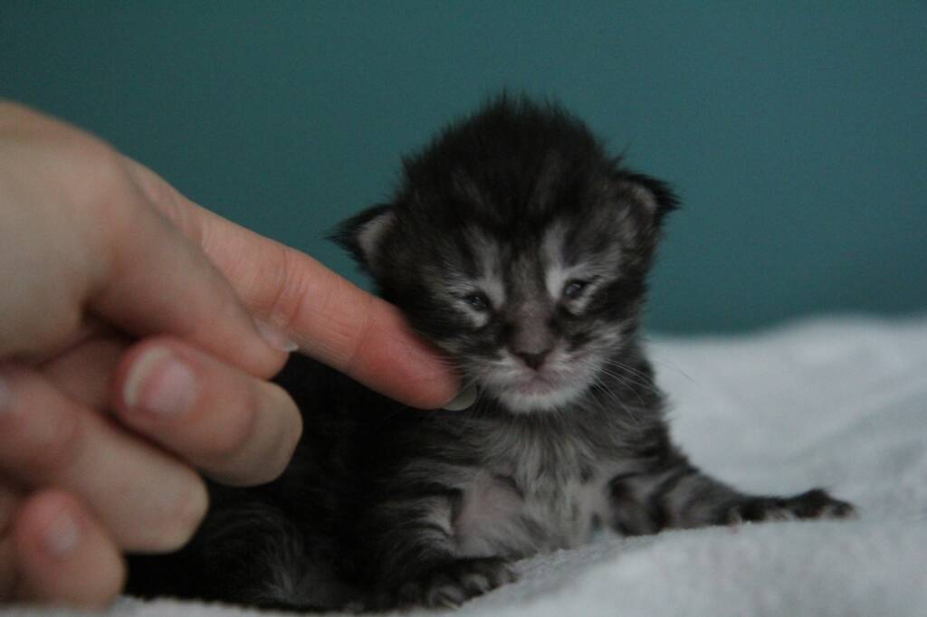 chaton maine coon 1 semaine