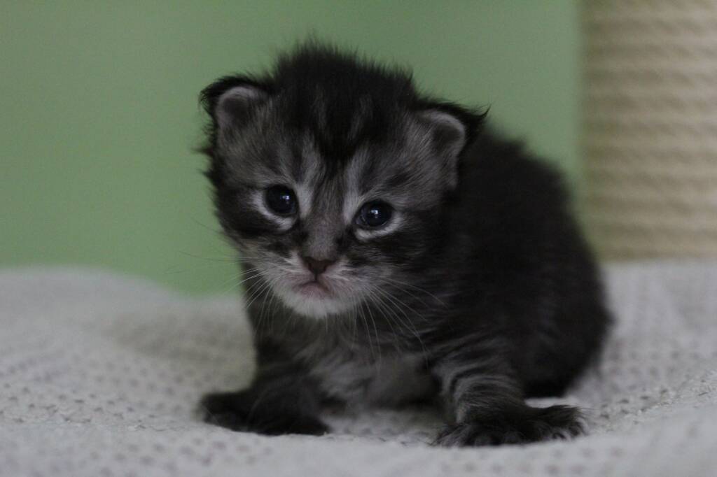 chaton maine coon