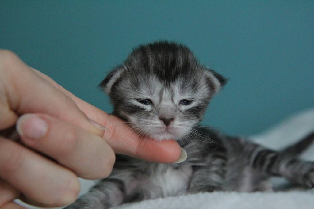 chaton maine coon 1 semaine