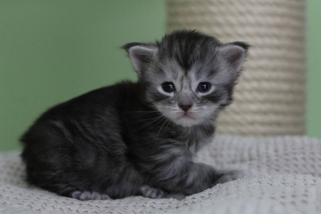 chaton maine coon