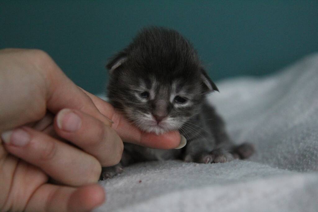 chaton maine coon 1 semaine