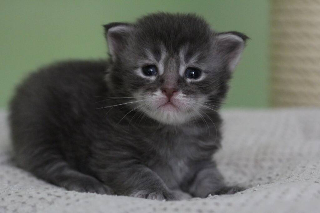chaton maine coon