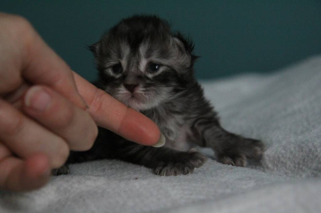 chaton maine coon 1 semaine