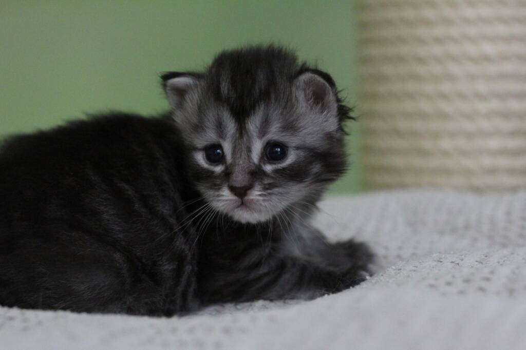 chaton maine coon