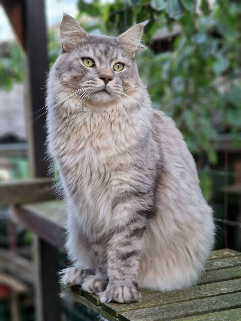 maine coon blue silver poly
