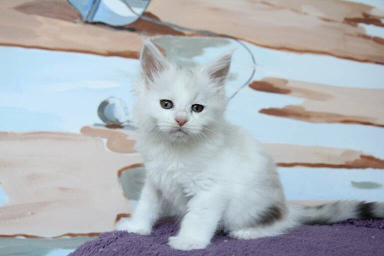 maine coon shaded polydactyle