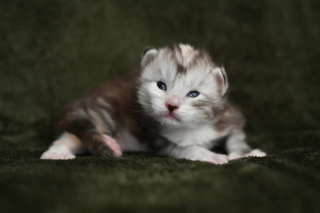 chaton maine coon polydactyle