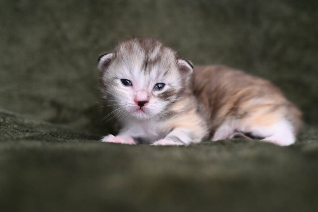 chaton maine coon black silver tortie