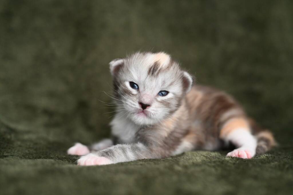 chaton maine coon black silver tortie