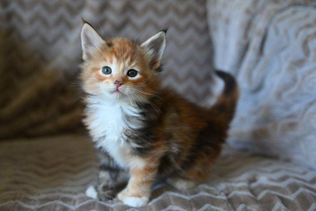 chaton maine coon tortie