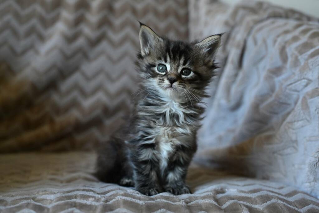 chaton maine coon brown polydactyle