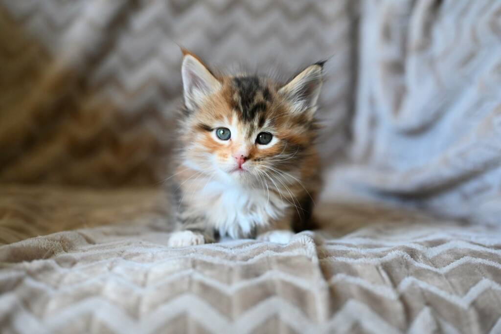 chaton maine coon femelle brown tortie