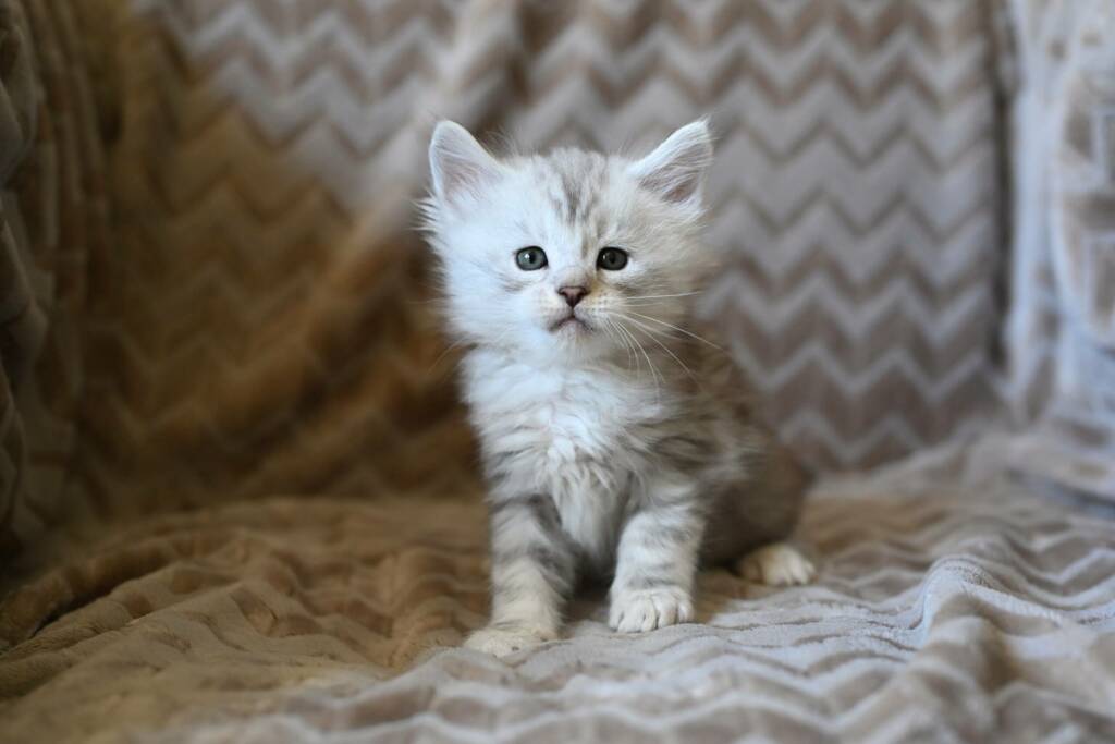 chaton maine coon black silver