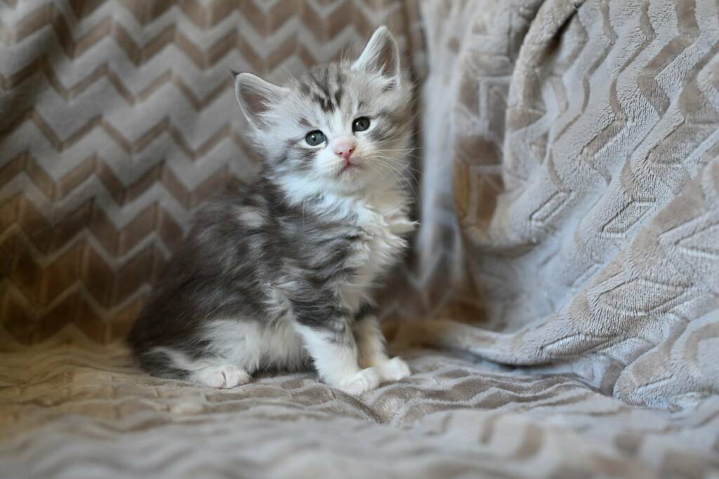 chaton maine coon black silver et blanc
