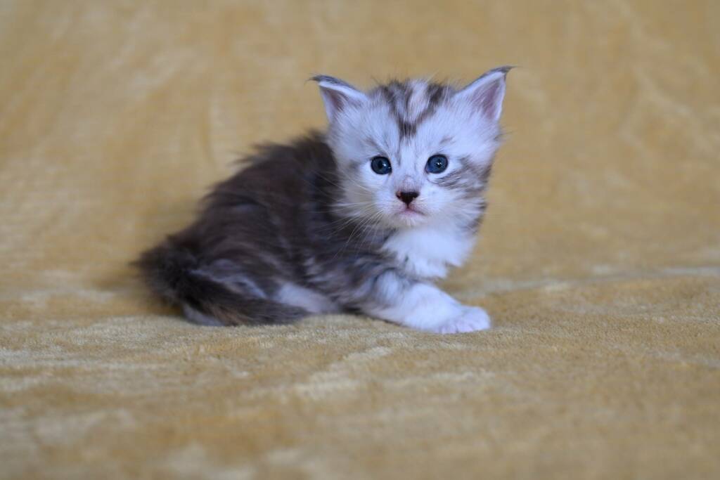 chaton maine coon bordeaux