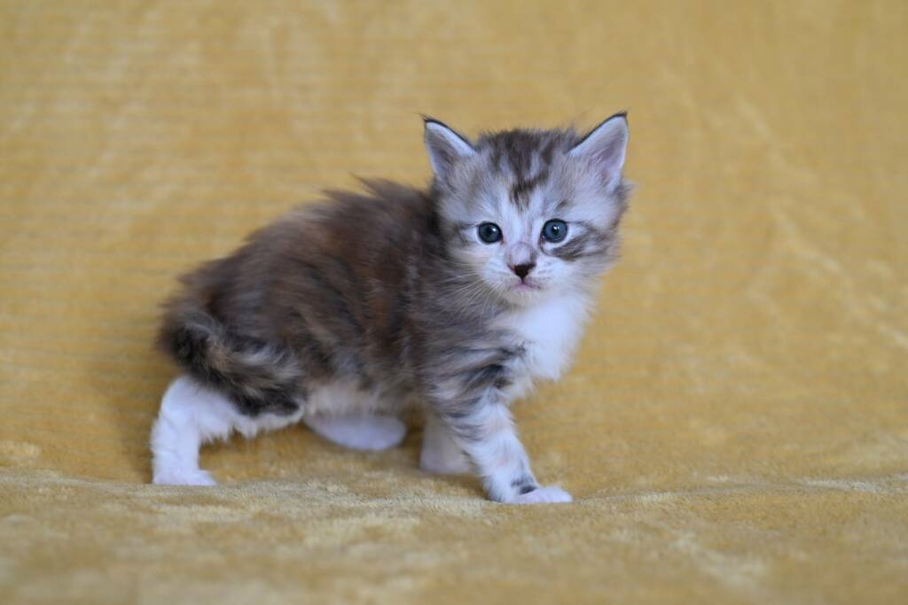 chaton maine coon