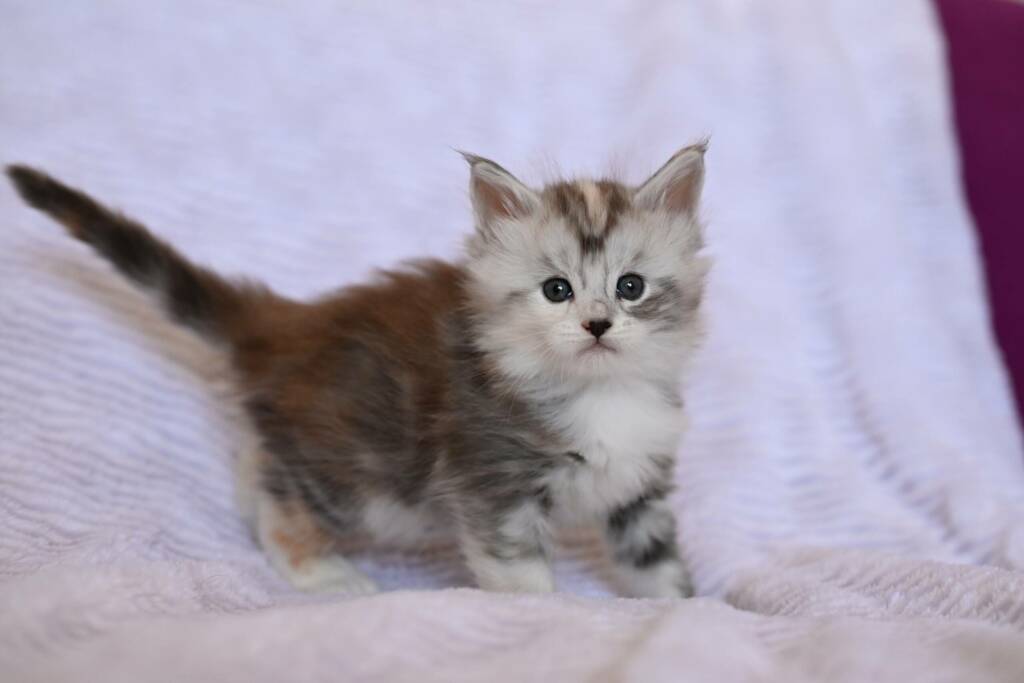 chaton maine coon polydactyle
