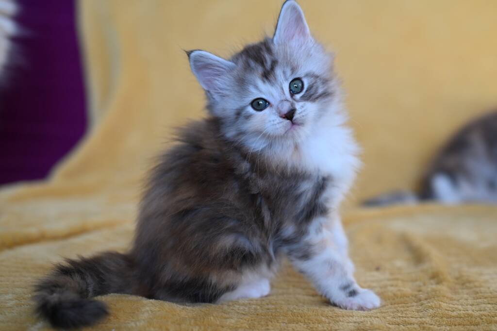 maine coon chaton