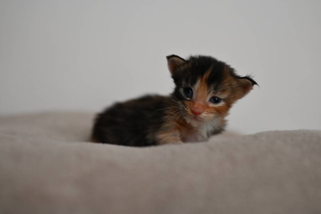 chaton maine coon tortie
