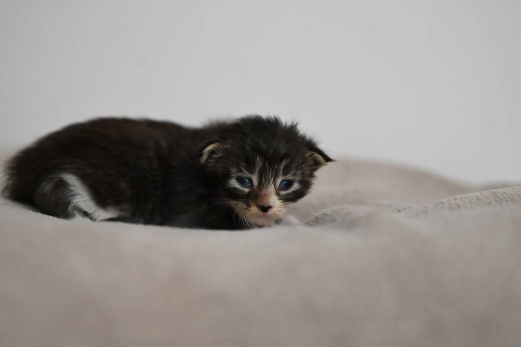 maine coon polydactyle
