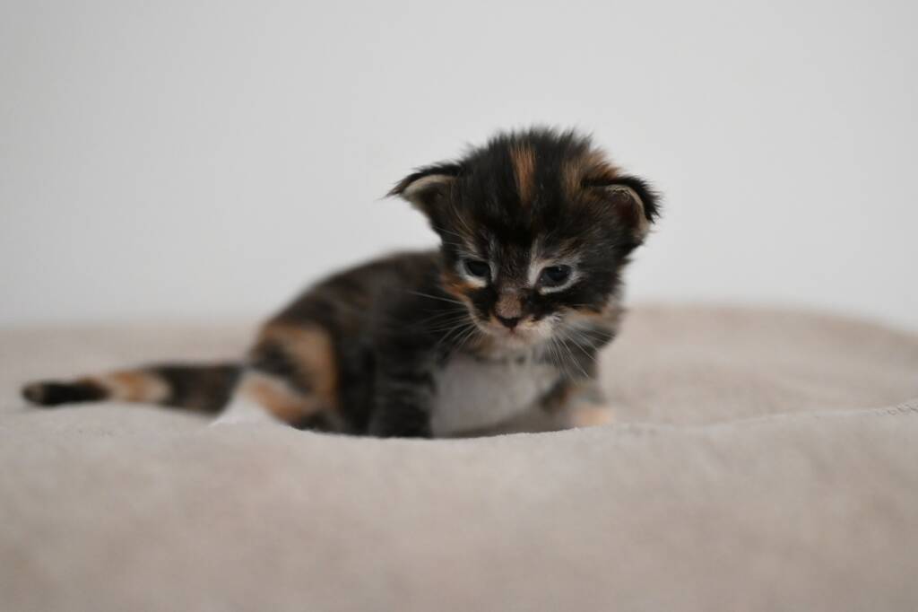 maine coon tortie